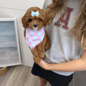 Sparkle - F Cavapoo Puppy - Litter --_