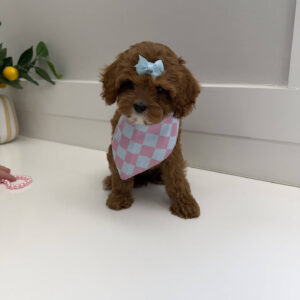 Sparkle - F Cavapoo Puppy - Litter --_