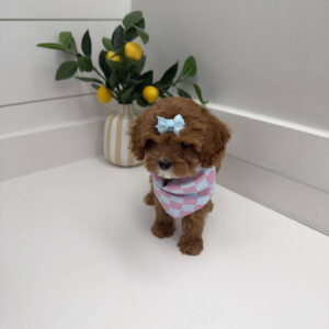 Sparkle - F Cavapoo Puppy - Litter --_
