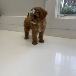 Sparkle - F Cavapoo Puppy - Litter --_