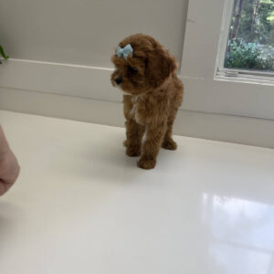 Sparkle - F Cavapoo Puppy - Litter --_