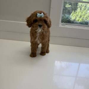 Sparkle - F Cavapoo Puppy - Litter --_