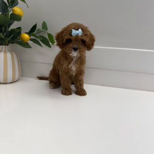 Sparkle - F Cavapoo Puppy - Litter --_