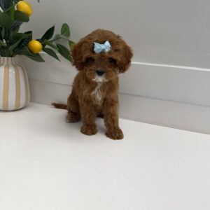 Sparkle - F Cavapoo Puppy - Litter --_