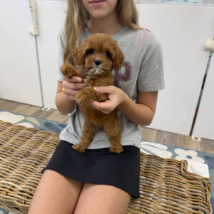 Sparkle - F Cavapoo Puppy - Litter --_
