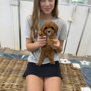 Sparkle - F Cavapoo Puppy - Litter --_