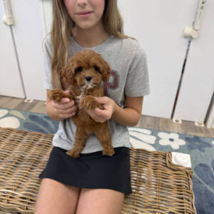 Sparkle - F Cavapoo Puppy - Litter --_
