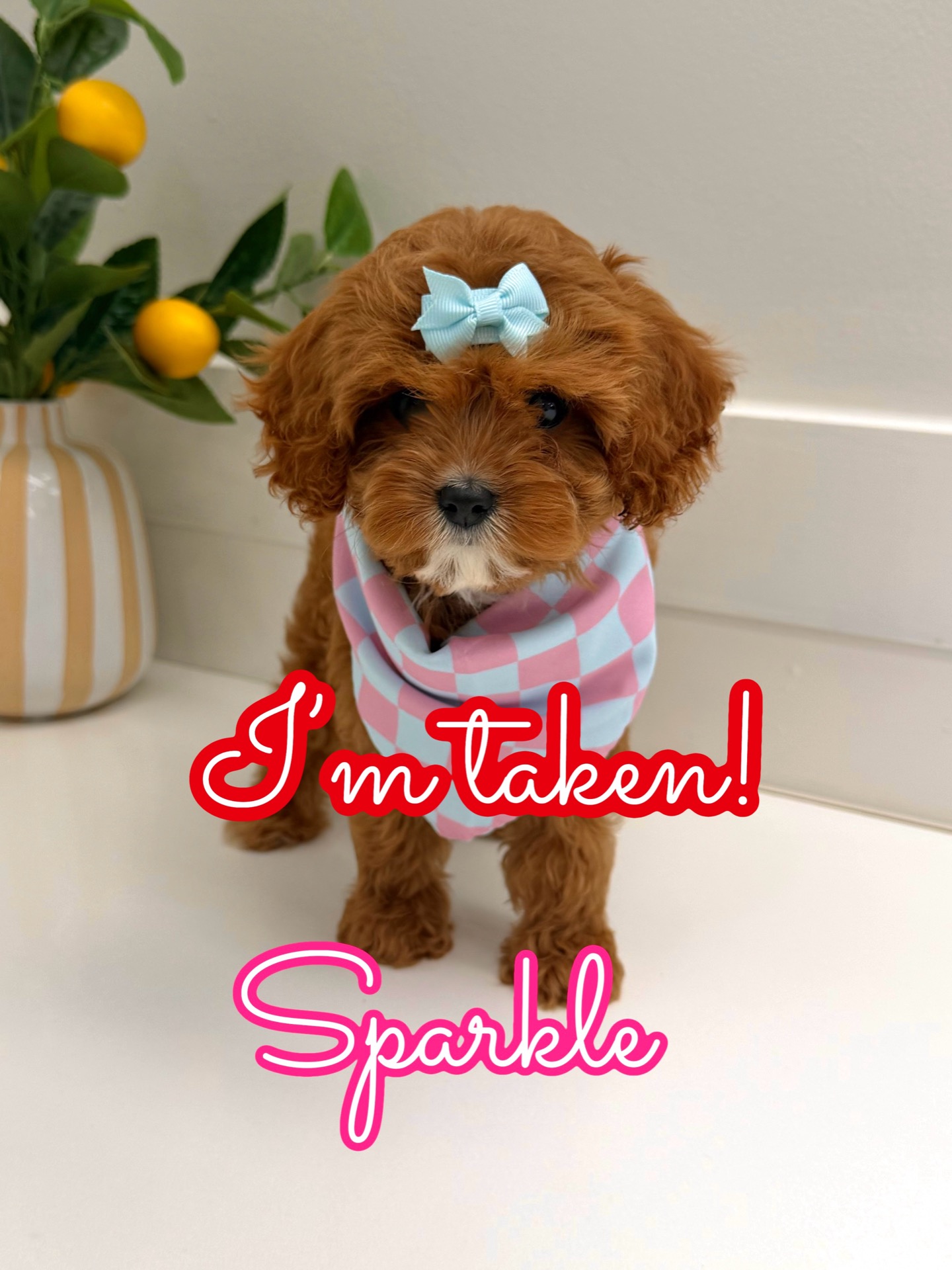 Sparkle - F Cavapoo Puppy - Litter --_Forever Home in Overland Park- KS