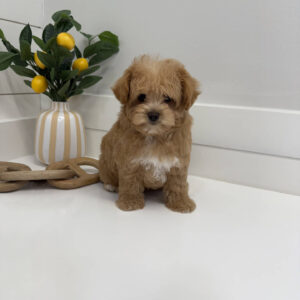 Spidey - F Maltipoo Puppy - BPPP Litter --_