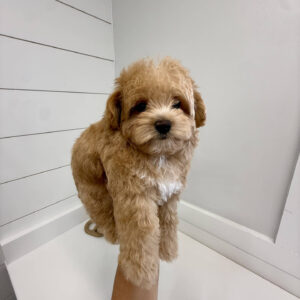 Spidey - F Maltipoo Puppy - BPPP Litter --_