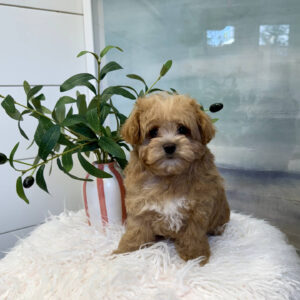 Spidey - F Maltipoo Puppy - BPPP Litter --_