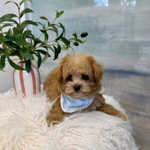 Spidey - F Maltipoo Puppy - BPPP Litter --_