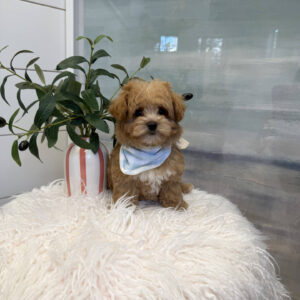 Spidey - F Maltipoo Puppy - BPPP Litter --_