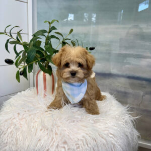 Spidey - F Maltipoo Puppy - BPPP Litter --_