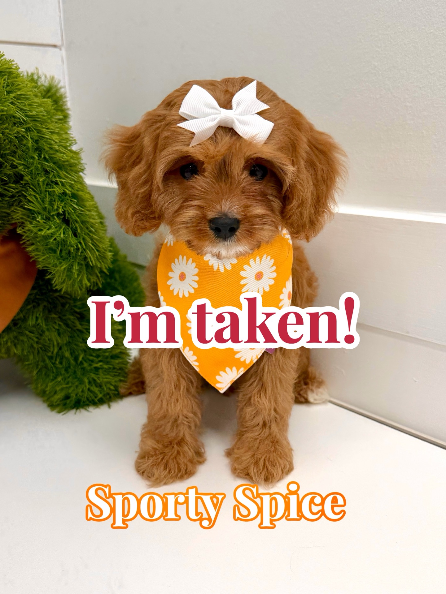 Sporty Spice - F Cavapoo Puppy - BPPP Litter -- - Forever Home in Fleming Island- FL