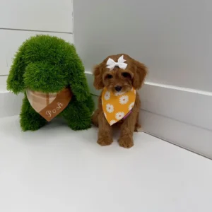 Sporty Spice - F Cavapoo Puppy - BPPP Litter --_