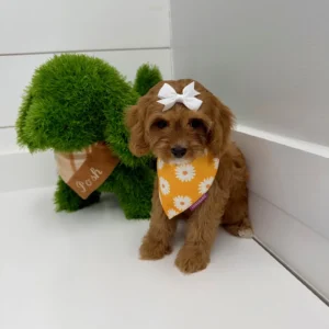 Sporty Spice - F Cavapoo Puppy - BPPP Litter --_