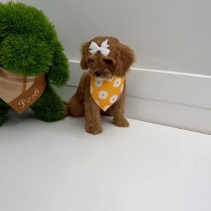 Sporty Spice - F Cavapoo Puppy - BPPP Litter --_
