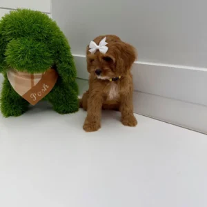 Sporty Spice - F Cavapoo Puppy - BPPP Litter --_