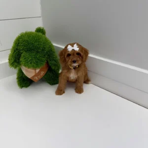 Sporty Spice - F Cavapoo Puppy - BPPP Litter --_