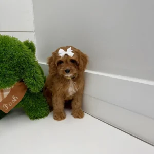 Sporty Spice - F Cavapoo Puppy - BPPP Litter --_