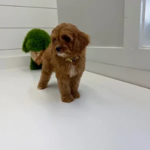 Sporty Spice - F Cavapoo Puppy - BPPP Litter --_