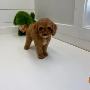 Sporty Spice - F Cavapoo Puppy - BPPP Litter --_