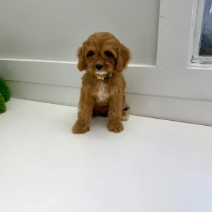 Sporty Spice - F Cavapoo Puppy - BPPP Litter --_