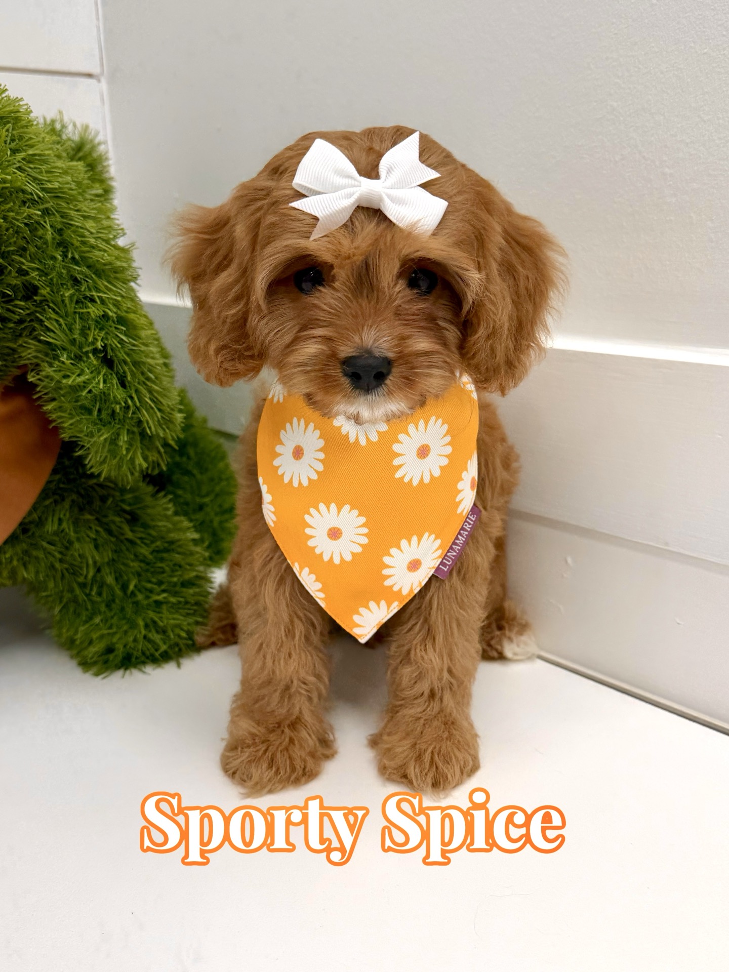 Sporty Spice - F Cavapoo Puppy - BPPP Litter --_