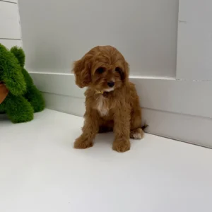 Sporty Spice - F Cavapoo Puppy - BPPP Litter --_