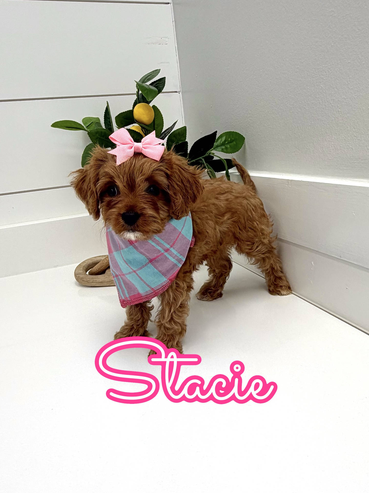 Stacie - F Cavapoo Puppy - Litter --_