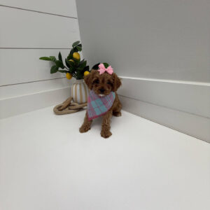 Stacie - F Cavapoo Puppy - Litter --_