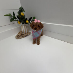 Stacie - F Cavapoo Puppy - Litter --_