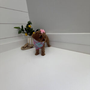 Stacie - F Cavapoo Puppy - Litter --_