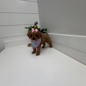 Stacie - F Cavapoo Puppy - Litter --_