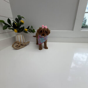 Stacie - F Cavapoo Puppy - Litter --_