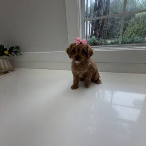 Stacie - F Cavapoo Puppy - Litter --_