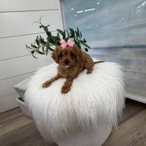 Stacie - F Cavapoo Puppy - Litter --_