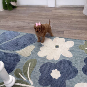 Stacie - F Cavapoo Puppy - Litter --_