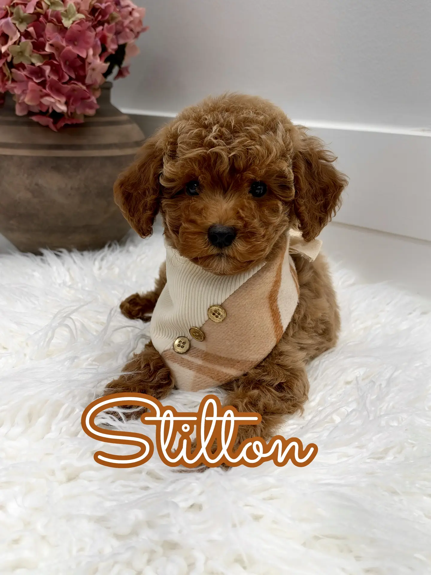 Stilton - FBB Toy Goldendoodle Puppy - Litter --_