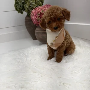 Stilton - FBB Toy Goldendoodle Puppy - Litter --_