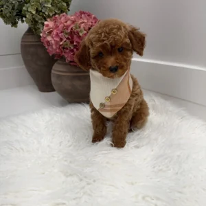 Stilton - FBB Toy Goldendoodle Puppy - Litter --_