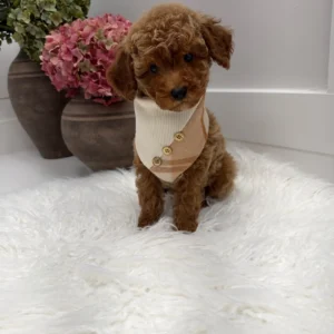Stilton - FBB Toy Goldendoodle Puppy - Litter --_