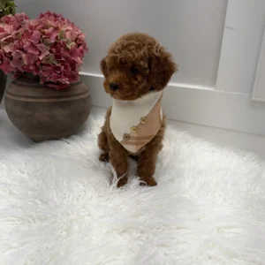 Stilton - FBB Toy Goldendoodle Puppy - Litter --_