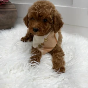 Stilton - FBB Toy Goldendoodle Puppy - Litter --_
