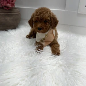 Stilton - FBB Toy Goldendoodle Puppy - Litter --_