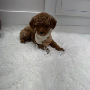 Stilton - FBB Toy Goldendoodle Puppy - Litter --_
