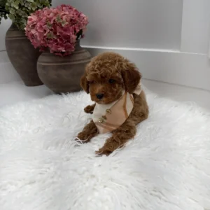 Stilton - FBB Toy Goldendoodle Puppy - Litter --_