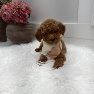 Stilton - FBB Toy Goldendoodle Puppy - Litter --_