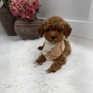 Stilton - FBB Toy Goldendoodle Puppy - Litter --_